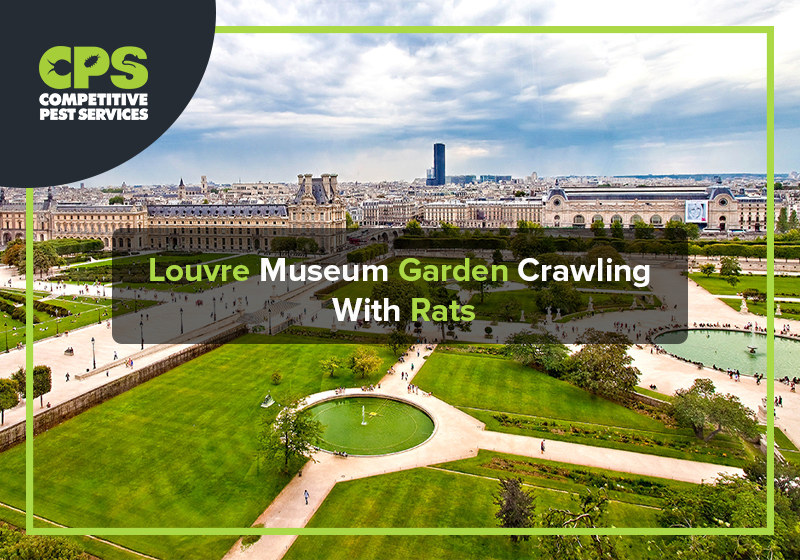 Louvre Museum Garden Crawling With Rats