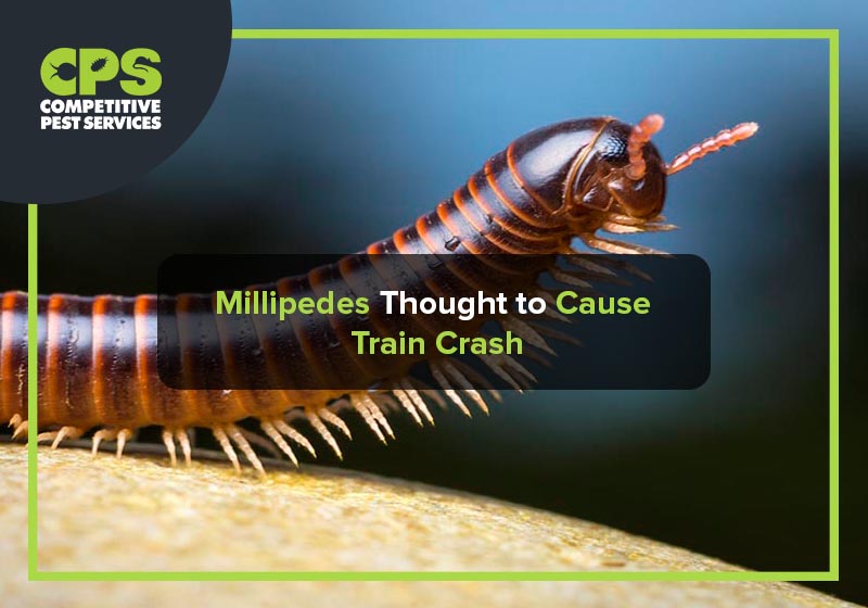 Millipedes Thought to Cause Train Crash