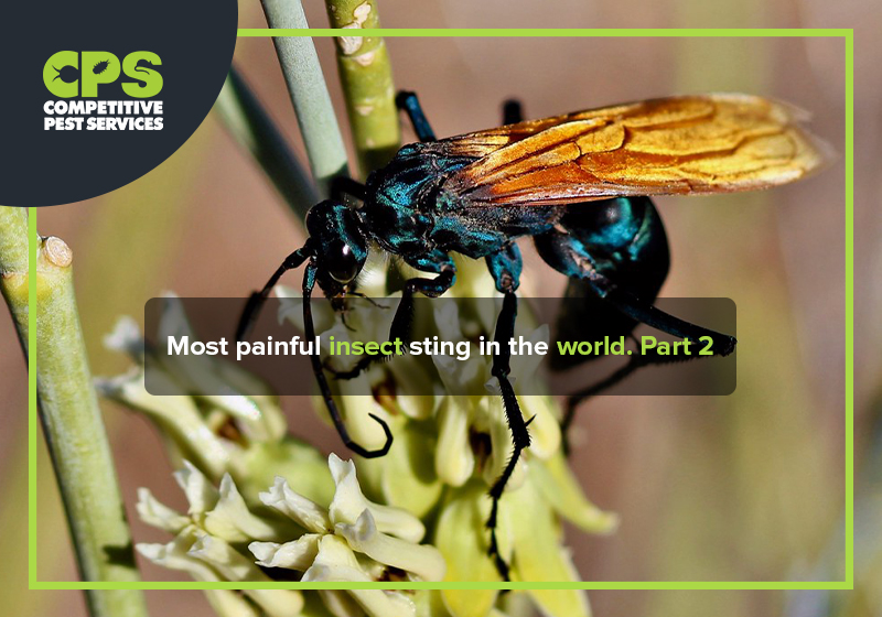 Most painful insect sting in the world. Part 2