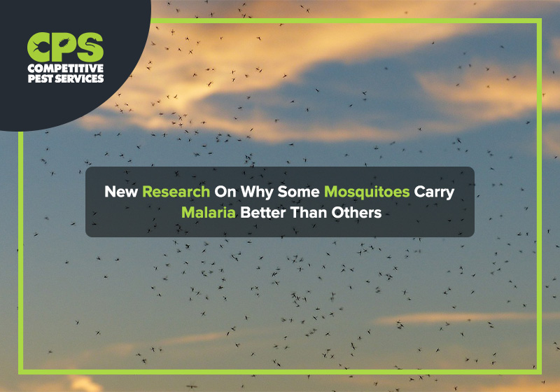 Some Mosquitoes carry Malaria better than others