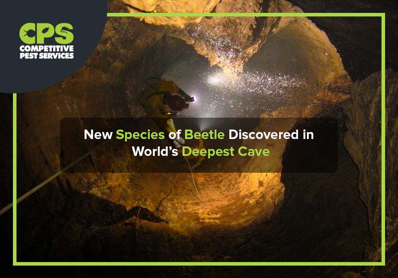 New Species of Beetle Discovered in World’s Deepest Cave
