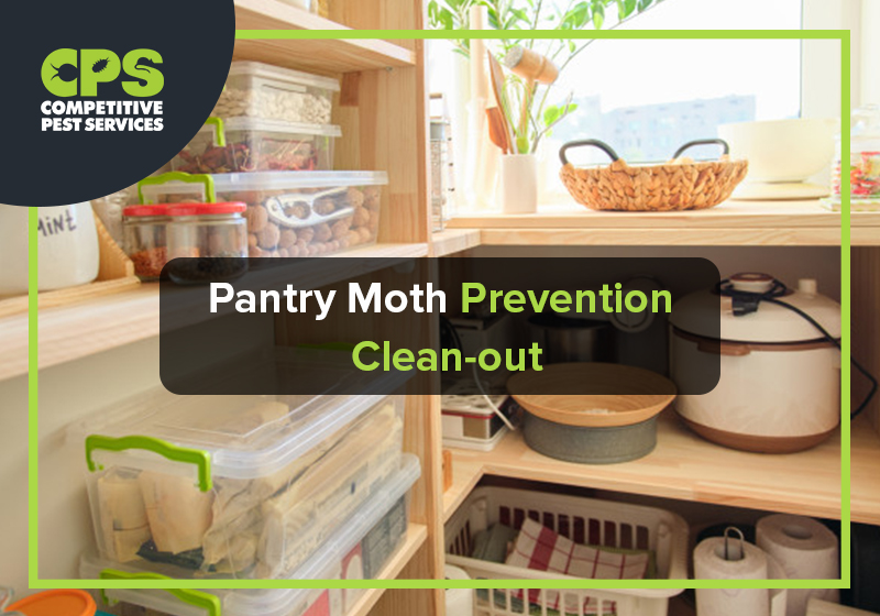 Pantry Moth Prevention Clean-out