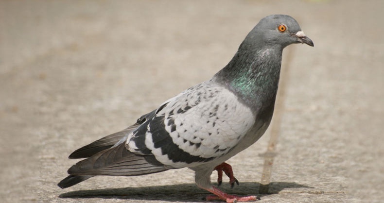Pigeon