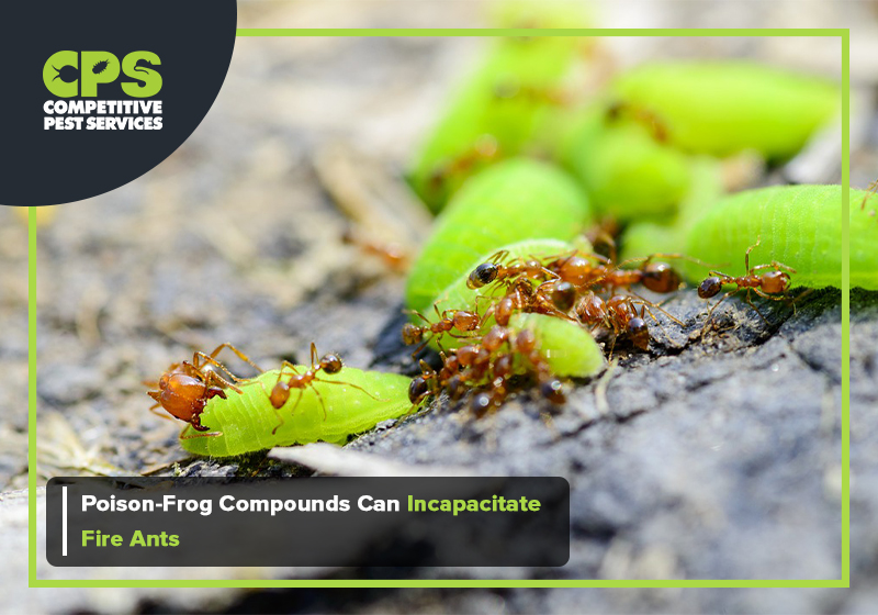 Poison-Frog Compounds Can Incapacitate Fire Ants