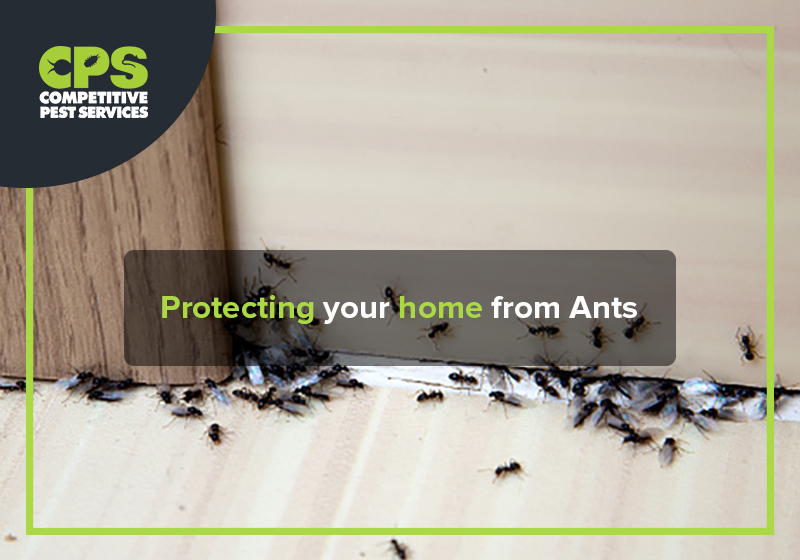 How to get rid of Ants – 7 Home Remedies