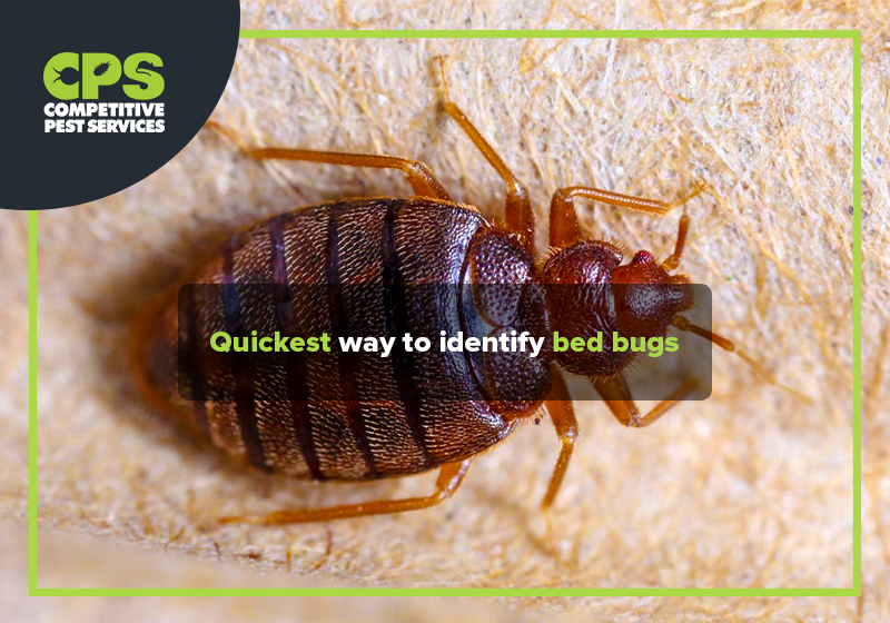 Quickest way to identify bed bugs