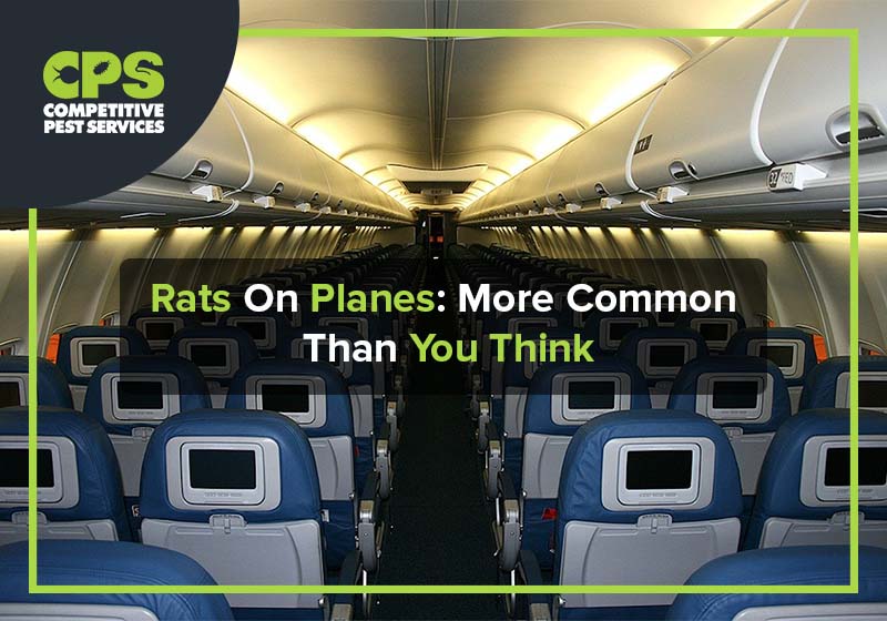 Rats On Planes: More Common Than You Think