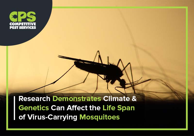 Research Demonstrates Climate & Genetics Can Affect the Life Span of Virus-Carrying Mosquitoes