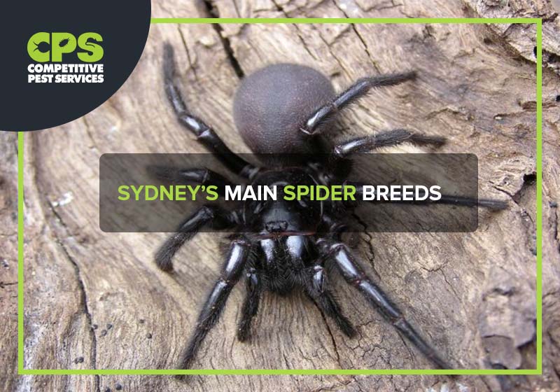 Sydney’s Main Spider Breeds