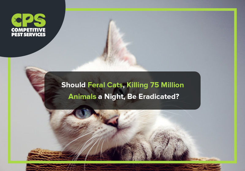 Should Feral Cats, Killing 75 Million Animals a Night, Be Eradicated?