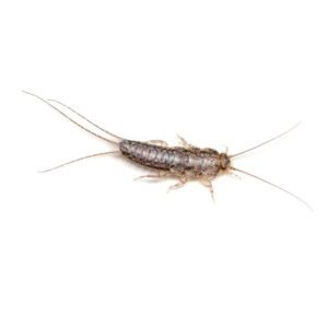 Silverfish photo CPS