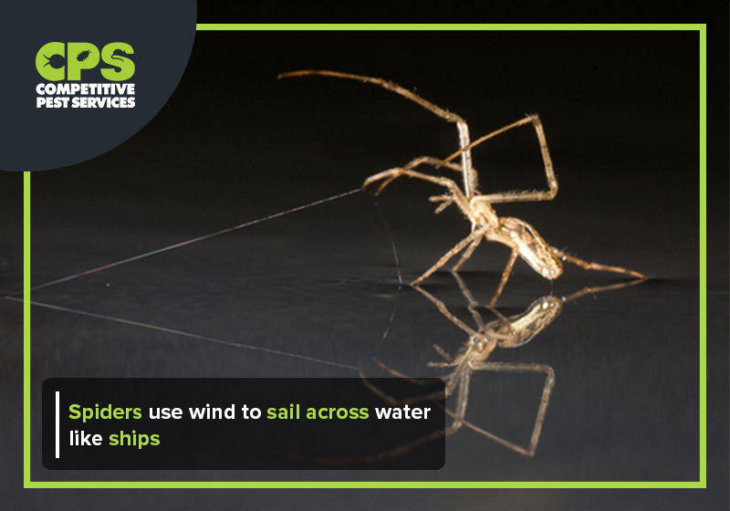 Spiders use wind to sail across water like ships