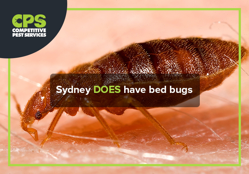 Sydney DOES have bed bugs
