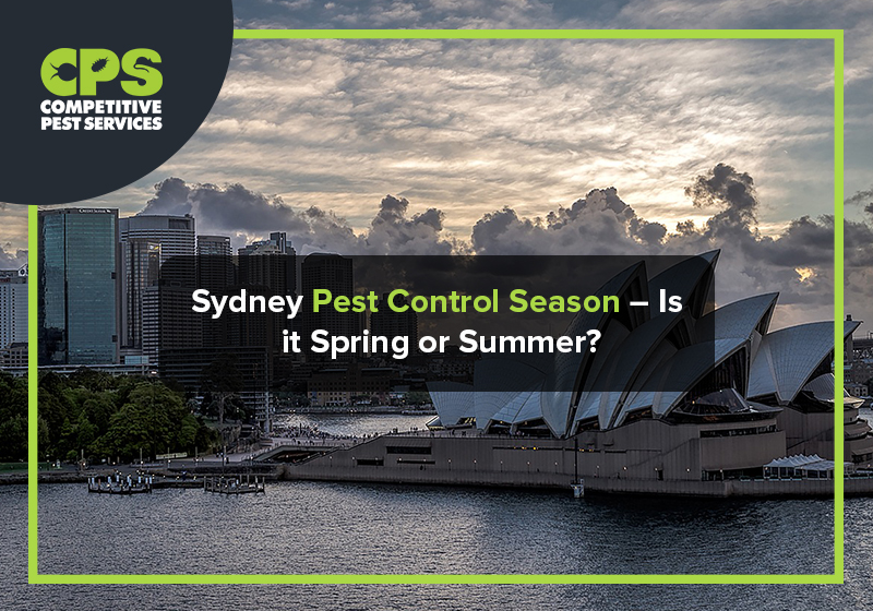 Sydney Pest Control Season – Is it Spring or Summer?