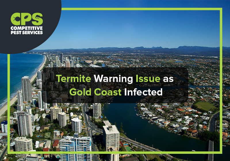 Termite Warning Issue as Gold Coast Infected
