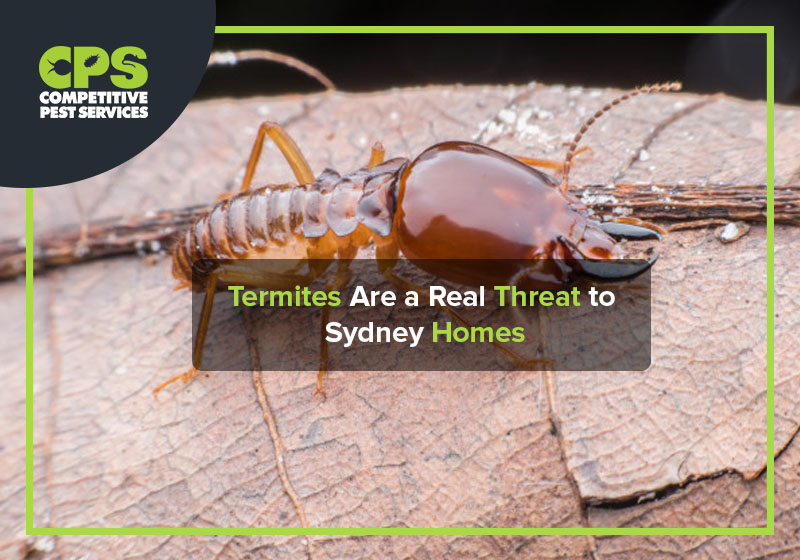Termites Are a Real Threat to Sydney Homes