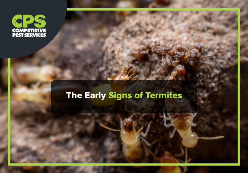 The Early Signs of Termites