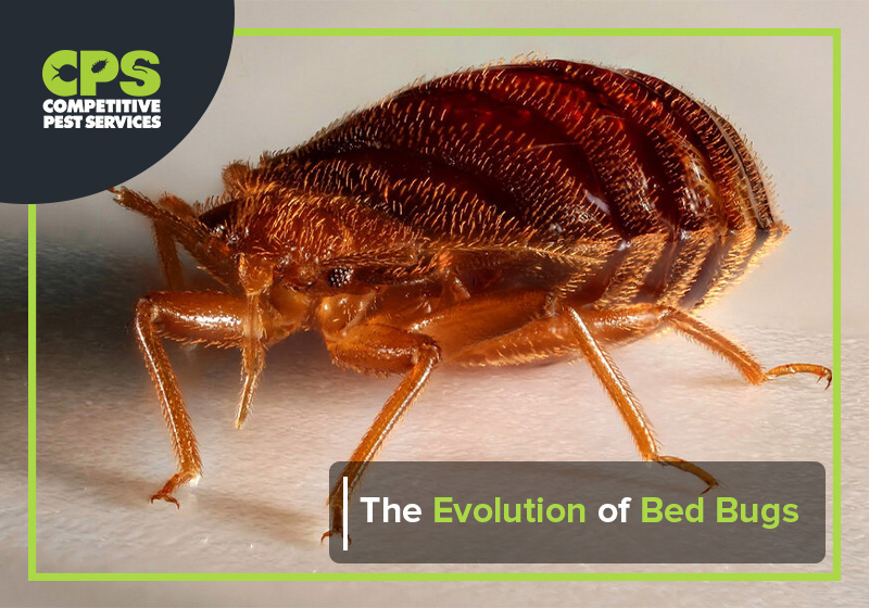 The Evolution of Bed Bugs