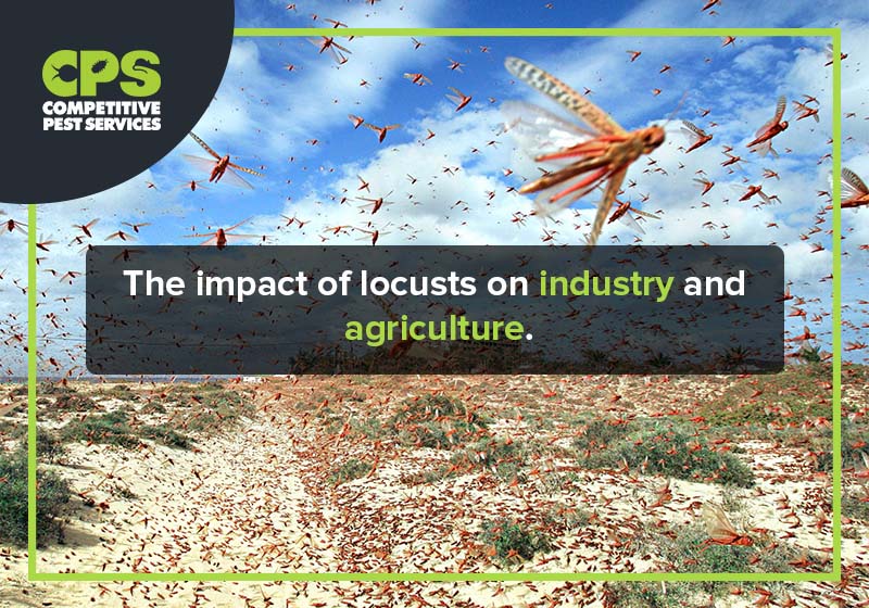 The impact of locusts on industry and agriculture.