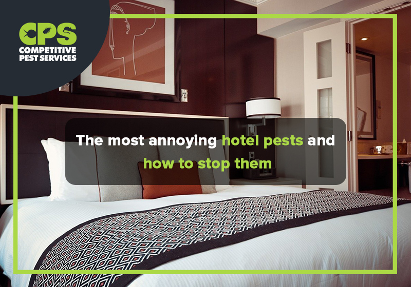 The most annoying hotel pests and how to stop them