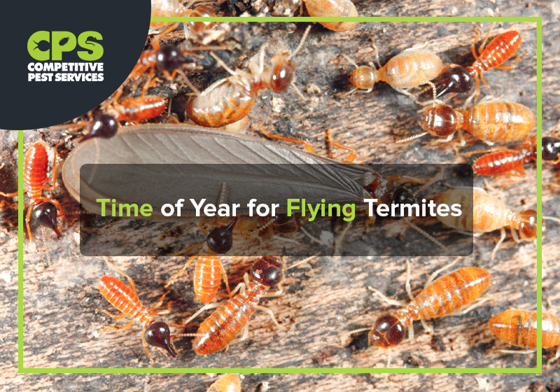 Time of Year for Flying Termites
