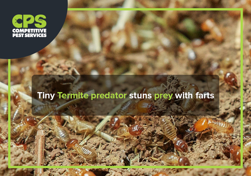 Tiny Termite predator stuns prey with farts