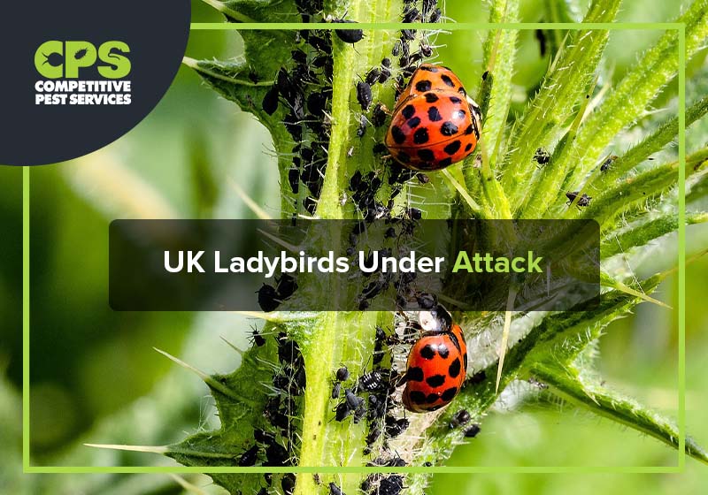 UK Ladybirds Under Attack