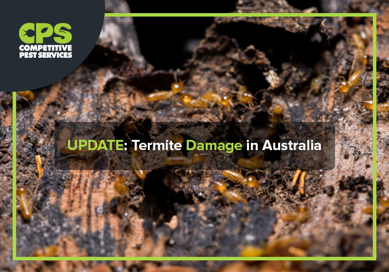 UPDATE: Termite Damage in Australia