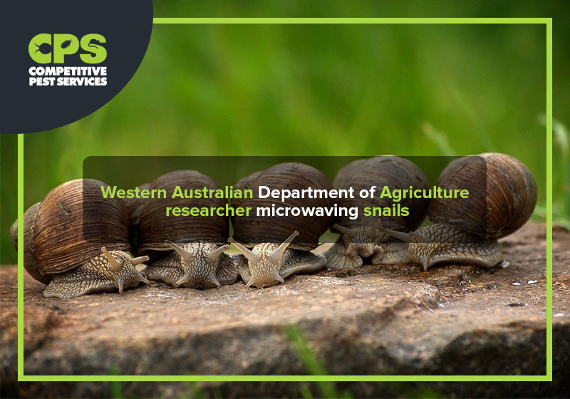 Western Australian Department of Agriculture researcher microwaving snails