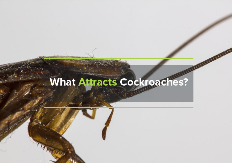 What Attracts Cockroaches?