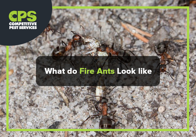 What do Fire Ants Look like?