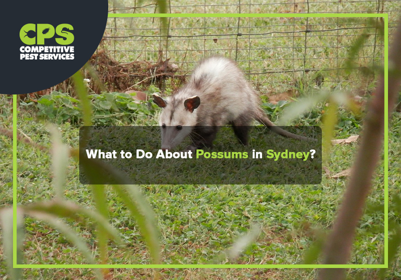 What to Do About Possums in Sydney?