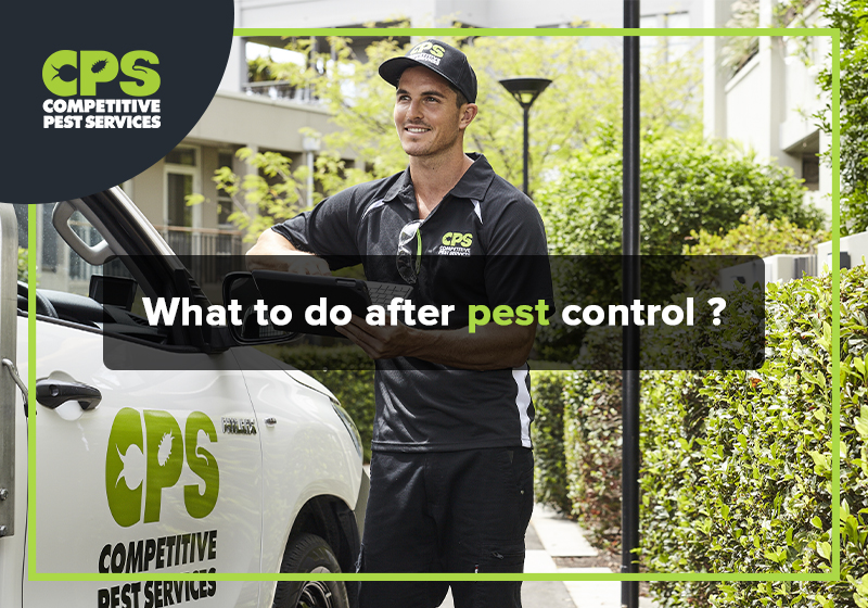 What to do before and after pest control