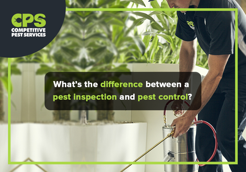 What’s the difference between a pest inspection and pest control?
