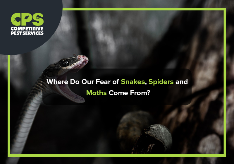 Where Do Our Fear of Snakes, Spiders and Moths Come From?