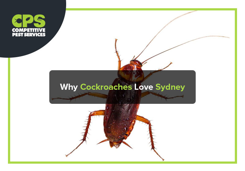 Why Cockroaches Love Sydney