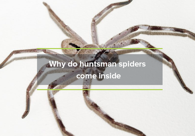 Why do huntsman spiders come inside?