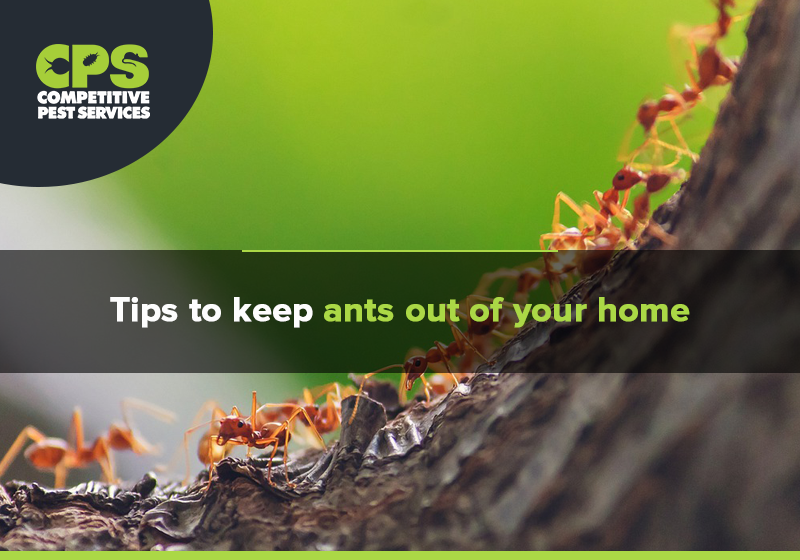 Tips to keep ants out of your home