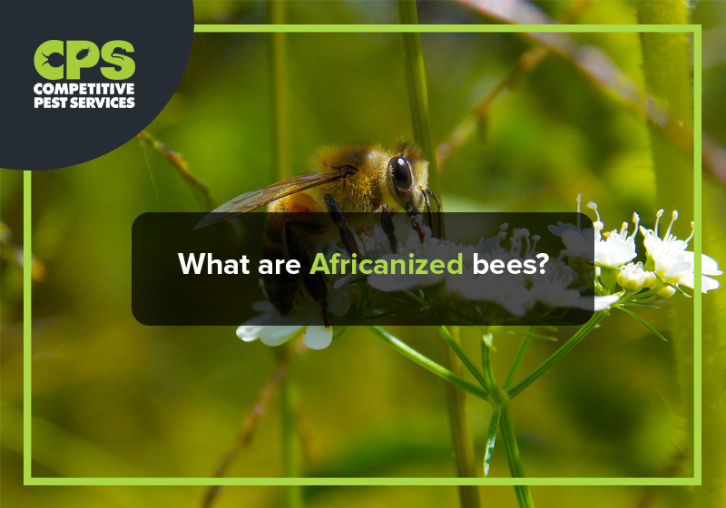 What are Africanized bees?