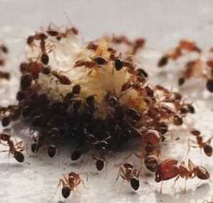 ants swarming crumbs