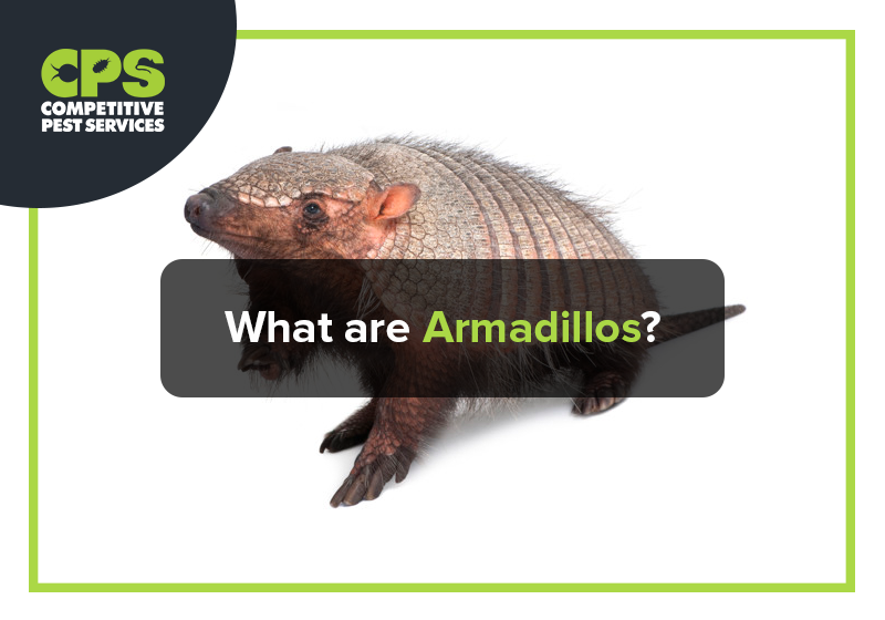 What are Armadillos?