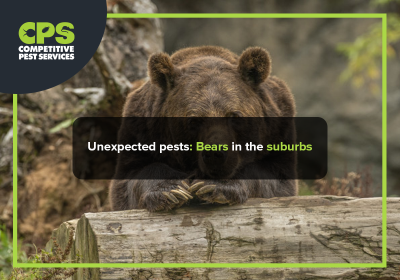 Unexpected pests: Bears in the suburbs