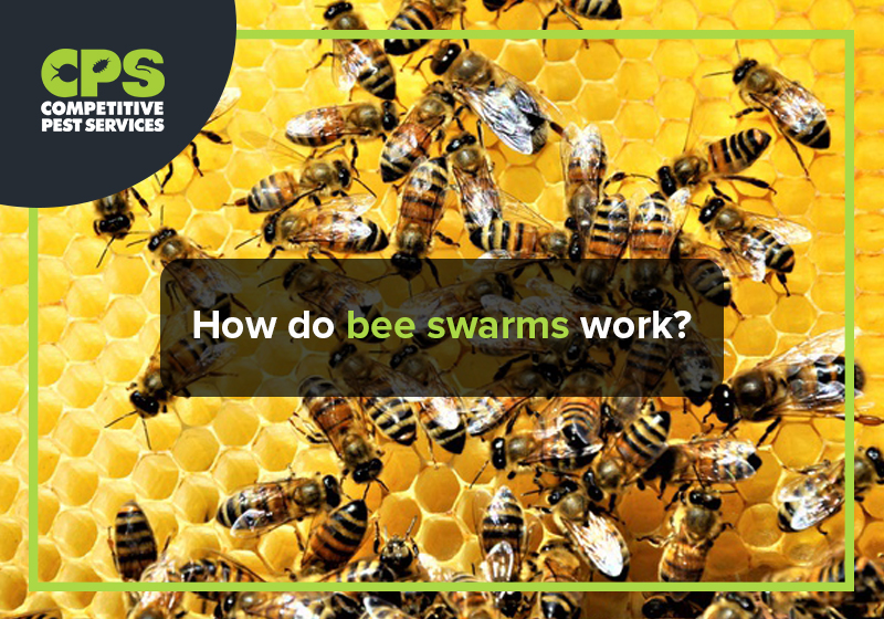 How do bee swarms work?