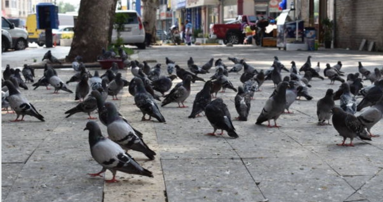 Bird Health and Safety Risk