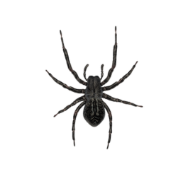 Black house spider photo CPS