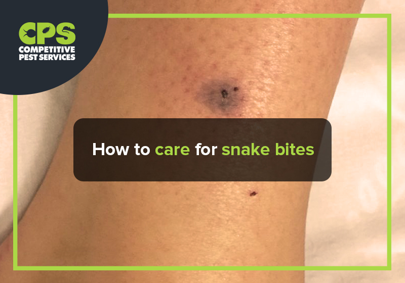 How to care for snake bites