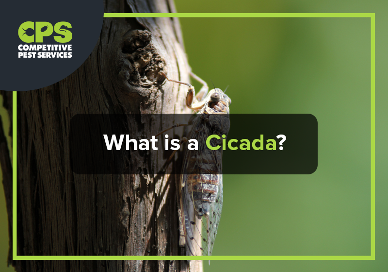 What is a Cicada?