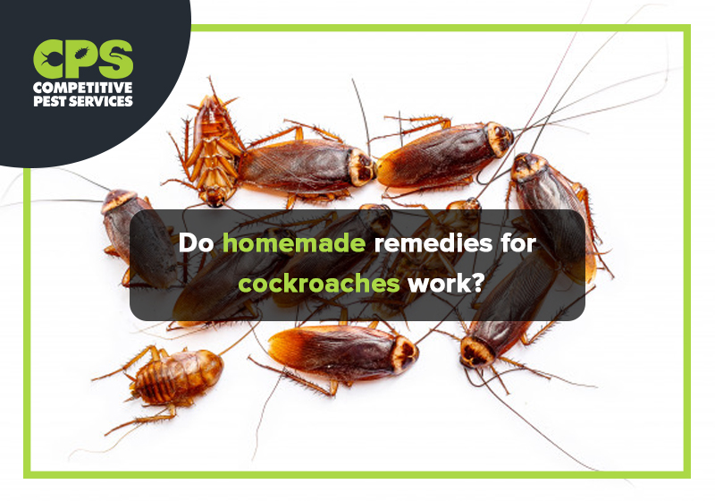 Do homemade remedies for cockroach’s work?