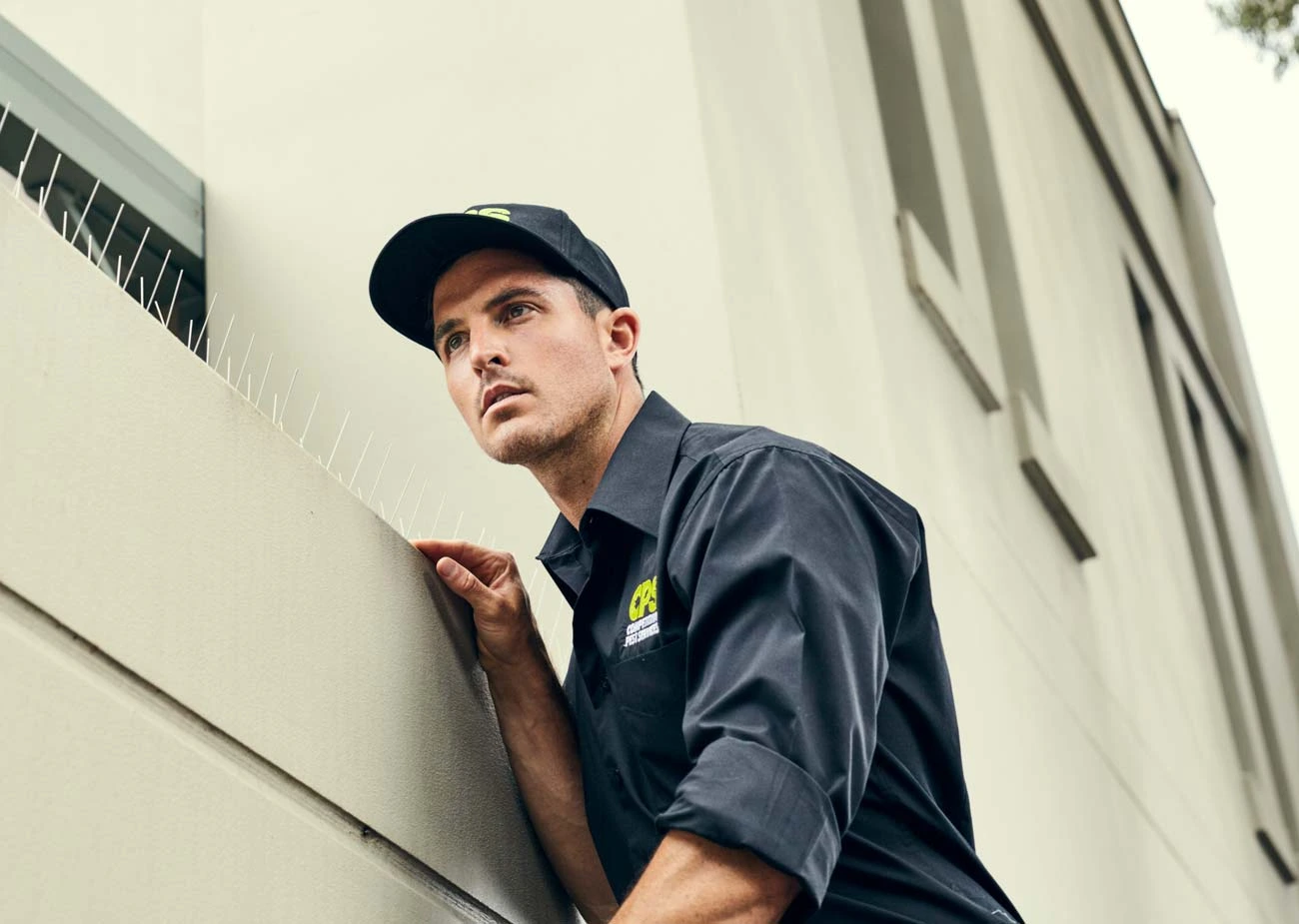 Wasps Pest Control and Treatment