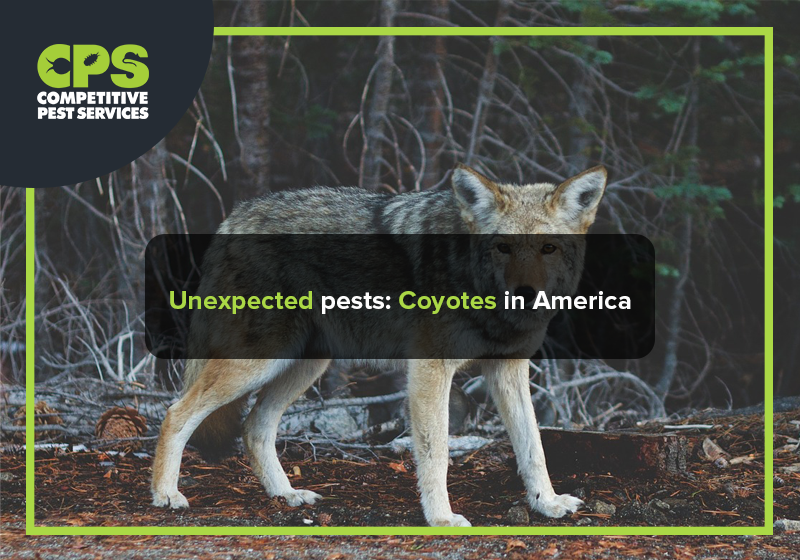 Unexpected pests: Coyotes in America